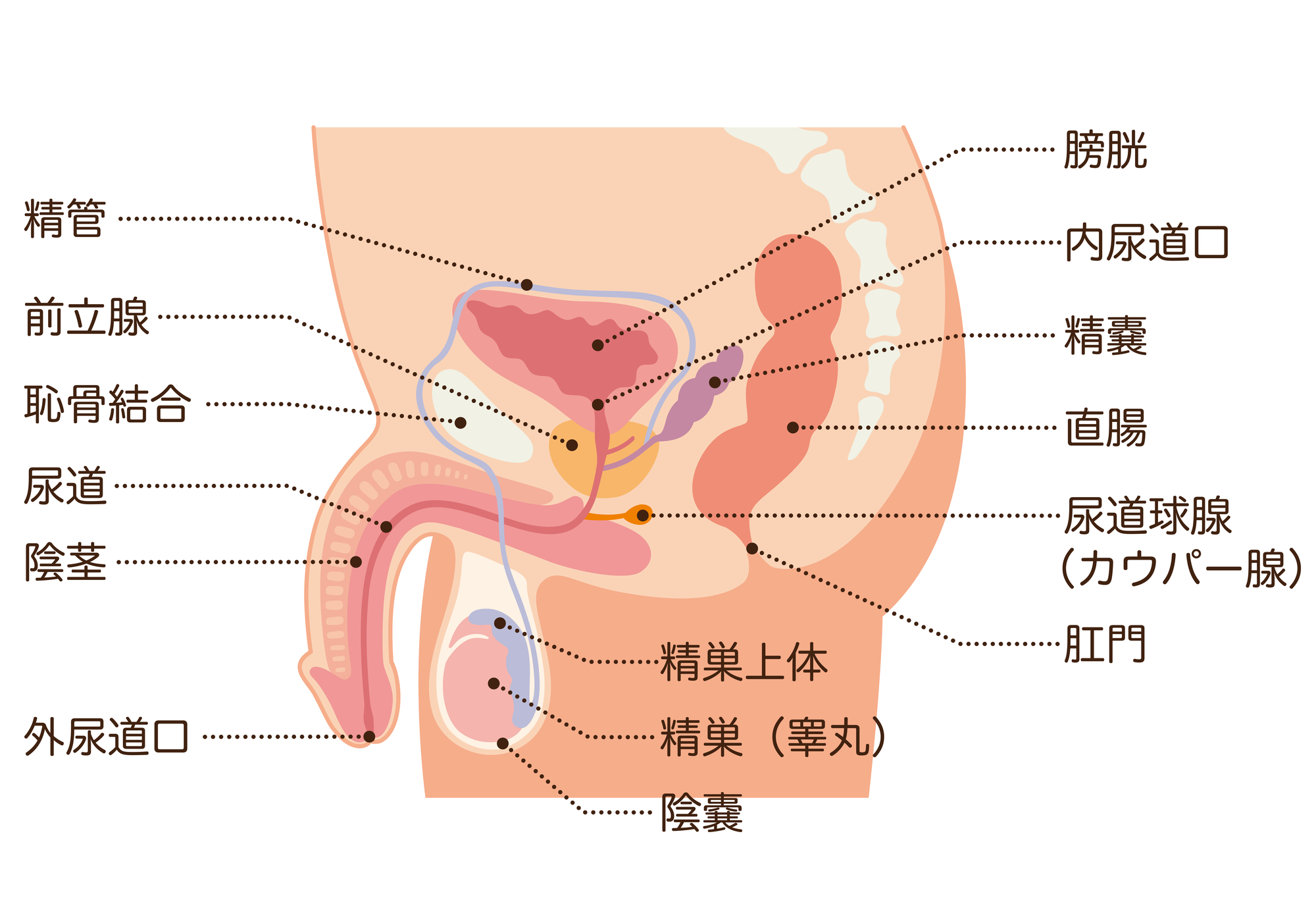 前立腺がん検診を受けましょう